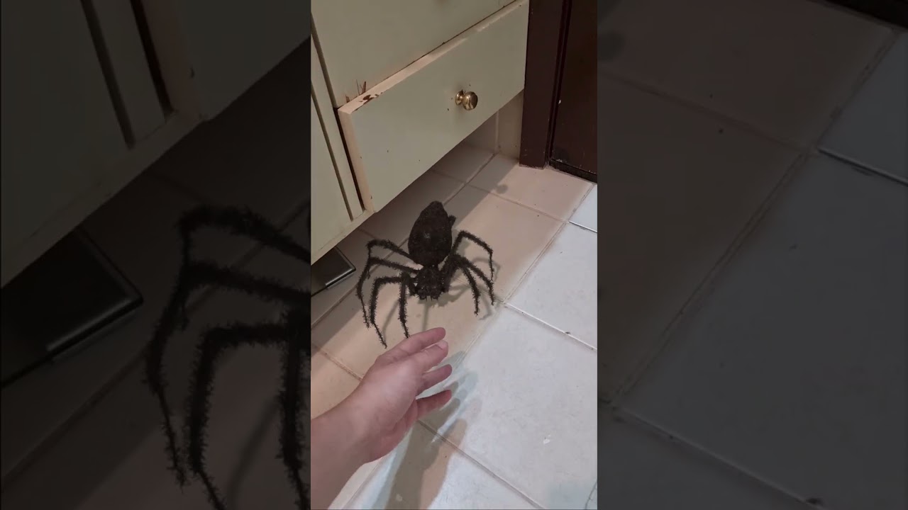 Aranha Inofensiva