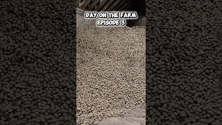 Day on the farm episode 3. #agriculture #farming #farmer