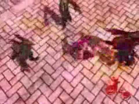 武林外史（do）盛大宣传视频