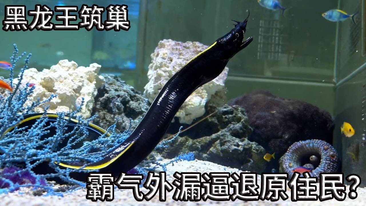 黑龙王筑巢，鱼缸原住民连夜跑路！其实我很“善良”？【奇奇de海洋】