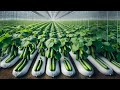 Hydroponic Cultivation of Cucumber Growing Process In Greenhouse, Harvest &amp; Make Pickled Cucumbers