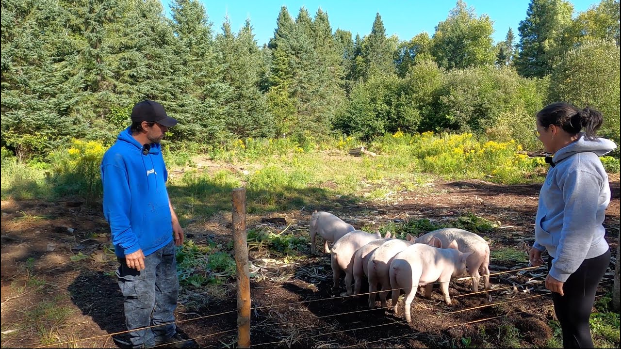 Les Cochons de La Vraie Vie !