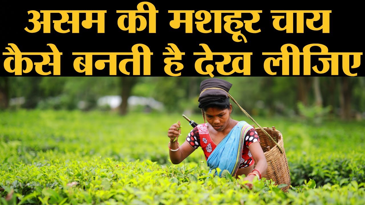 Assam Tea Production Process  ऐसे अलग निकाली जाती हैं चाय की महंगी किस्में | The Lallantop