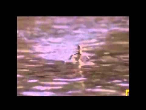 اكتر حيوان تم اكتشافه شبه السيسي في مشيته