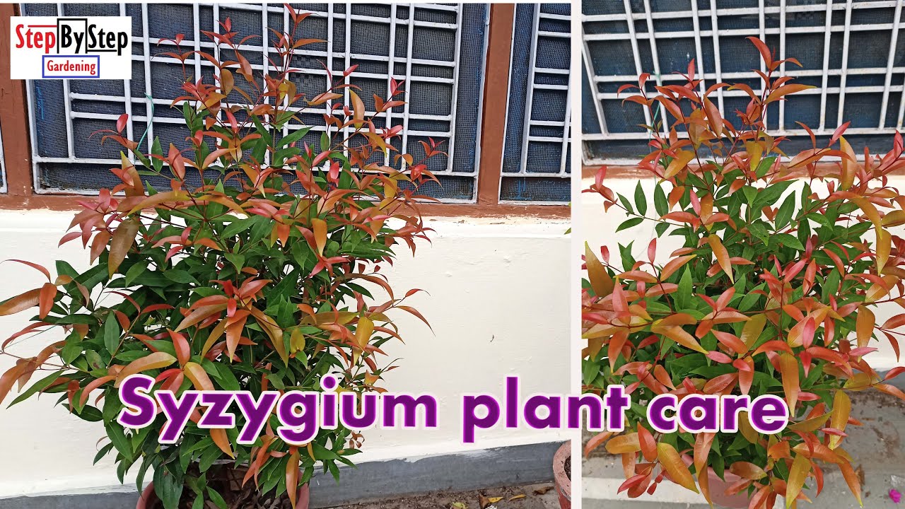 How to grow and care Syzygium plant//Photinia Red Robin plant care