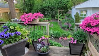 MID MAY GARDEN! Clematis! Allium! Peonies!