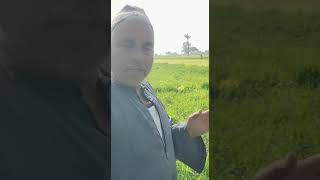 فيديو يوضح رأي الحاج خلف محفوظ في نتيجة مركب كروب بلس علي محصول القمح لزيادة التفريع
