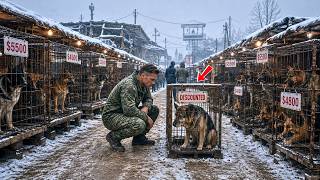 The Navy SEAL Bought the Oldest, Cheapest Dog — Then It Saved the Entire Town