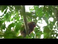 The Madidi Titi Monkey or The Golden Palace Monkey