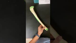 Tibia Boney Landmarks Femur Boney Landmarks