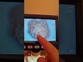 pâine la microscop