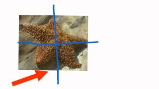 Echinoderms
