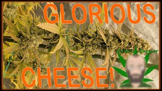 GLORIOUS CHEESE! | FADE IN FLOWER | ORGANIC GARDENING! | MAUI WOWIE MK ULTRA BLUEBERRY AFGHAN KUSH