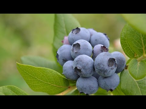 Video: Kaip Išsirinkti Tinkamus Sodo Sodinukus?