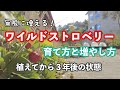 【ワイルドストロベリーの育て方】一度植えれば無限に増える！手軽にお家でイチゴ狩り！