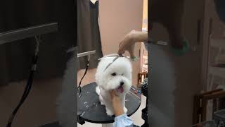 ANGRY BICHON FRISE'S FULL GROOMING  #dog #care #love #adorable