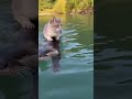 Cat Rides a Sea Creature in the Ocean 😻🌊 | Funniest Adventure Ever!