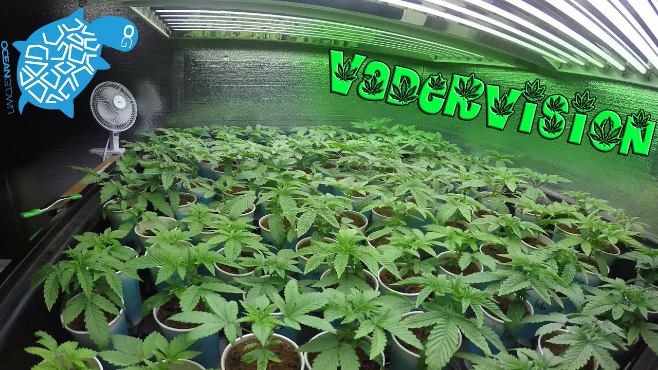 Firing up the Grow Op!