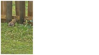 Beginner Gardening