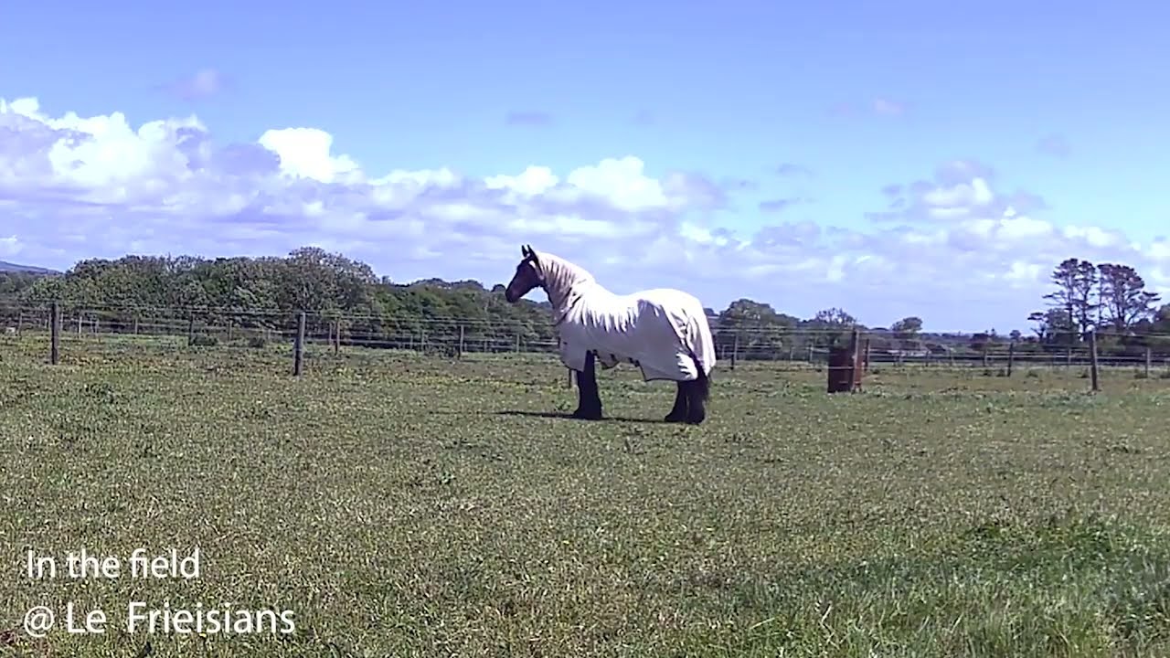 Contessa the Friesian Relaxing in the Sun | Sweet Itch Rug Protection