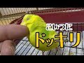 インコに大好きオヤツと、大嫌いミールワーム(幼虫)すり替えたらどんな反応する？