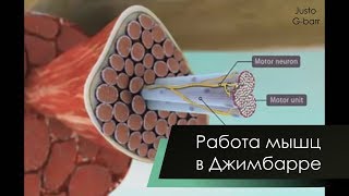 Работа мышц в Джимбарре (Muscle work in Gimbarr) Работа мышц в Джимбарре (Muscle work in Gimbarr)