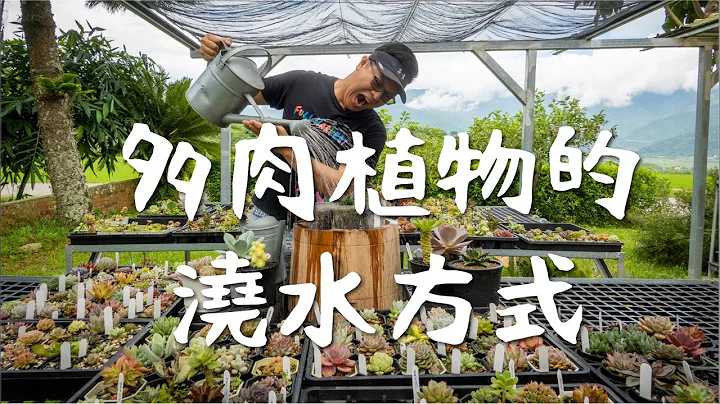 田中先生多肉植物｜EP5｜多肉植物的澆水方式（正常根系） - 天天要聞