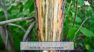 Laurel Wilt Disease
