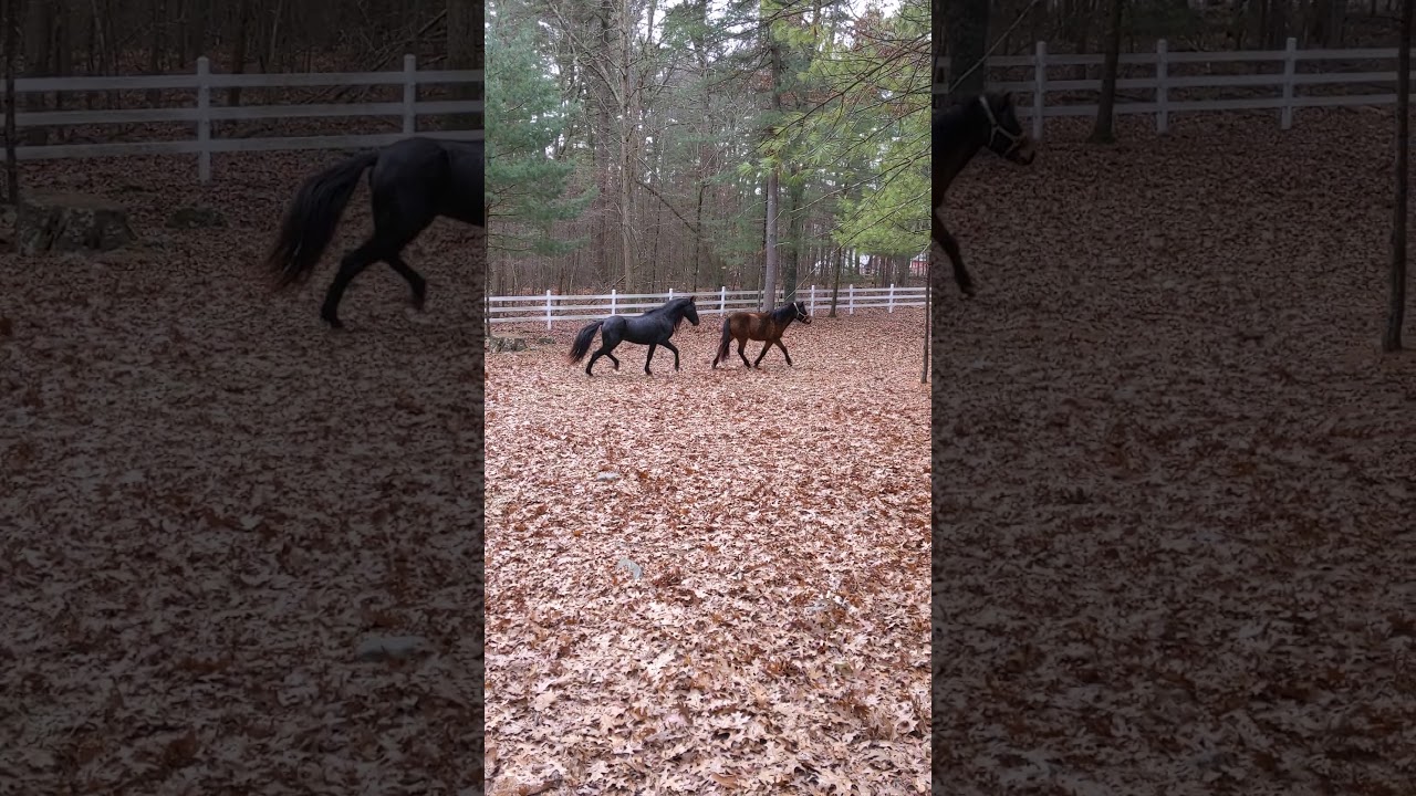 Colonial Spanish and Gotland Russ having fun!!