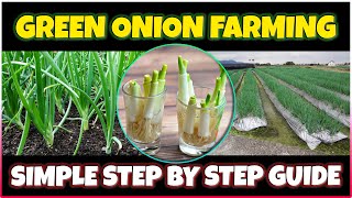 Green Onion Farming | How to grow Green Onions at Home | Green Onion Cultivation