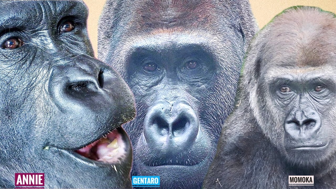Новости о молодых гориллах после их переезда | Энни, Момока, Гентаро