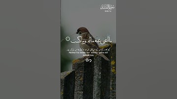 قرآن كريم سورة المسد #قرآن #اكسبلور #قران_كريم #سورة #راحة_نفسية