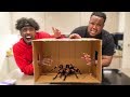 What's In The Box Challenge - Win $10,000 (LIVE ANIMALS)