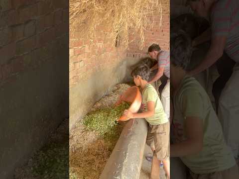 Mhari Dhani🥰 #shortvideo #villagelife #desilife #viralvideo #reels #trending #shorts