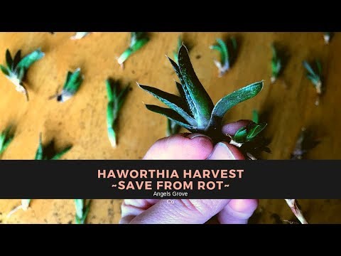Video: Ինչպե՞ս տարածել haworthia fasciata-ն: