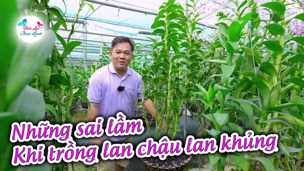 NHỮNG SAI LẦM KHI TRỒNG LAN LÀM CHẬU KHỦNG