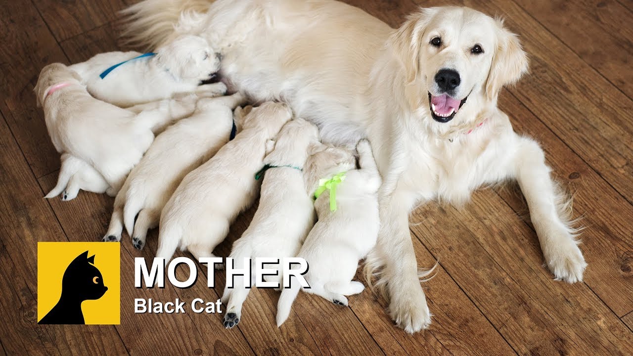 love of mother animal - mother love | mother and child | mother baby | mom and child | animals love