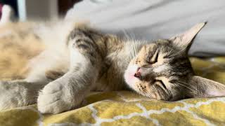 Super Adorable Moments of a Cute Sleepy Cat | Relaxing and Soothing Cute Cat 🎶 #cat #cats #catvideos