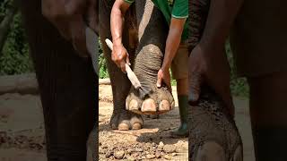 The slow water rinse makes this transformation incredibly satisfying. #elephantcare #hoofwashing