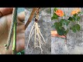 Rễ cây dâm bụt mọc ra môi trường nước | Plant hibiscus | Bunga Raya