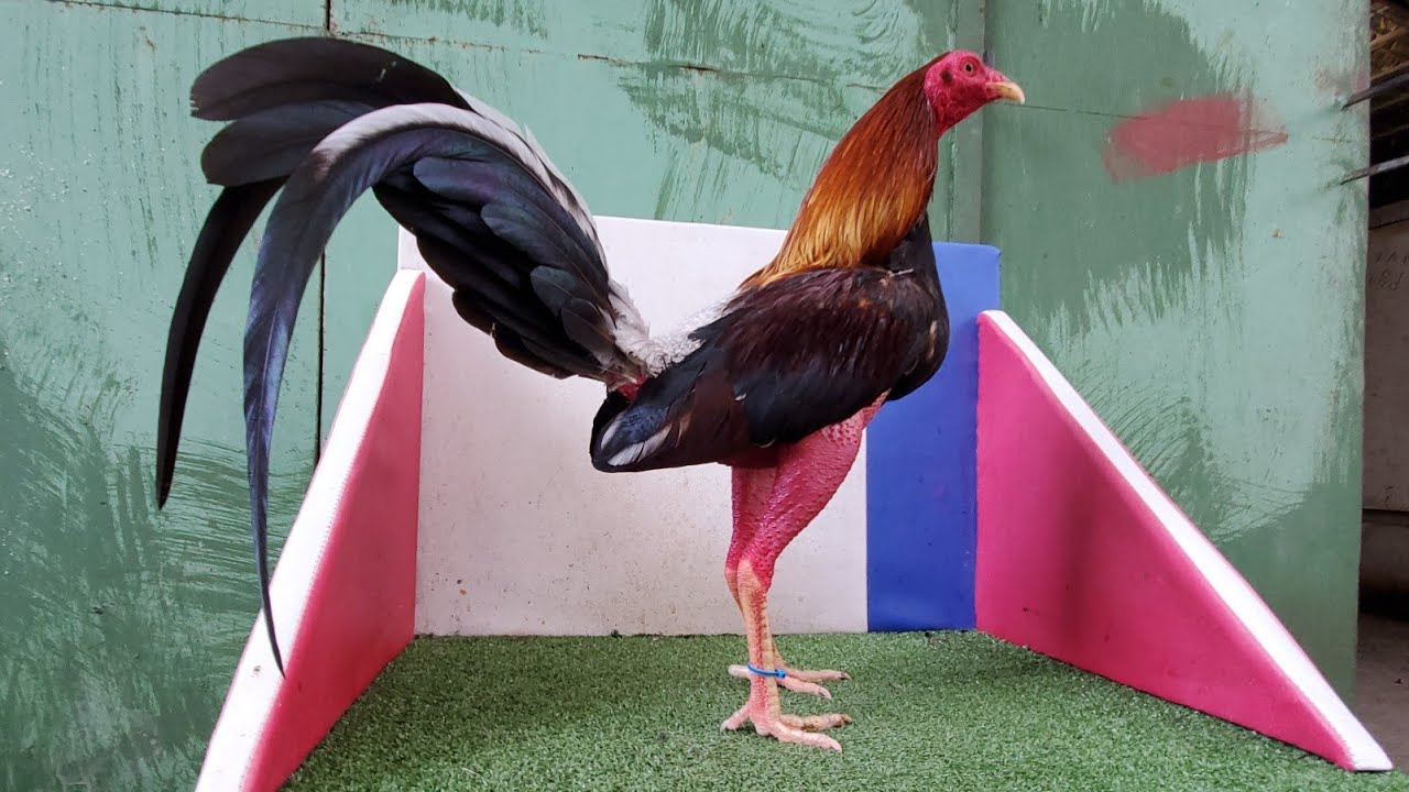 ANGEL MARTINEZ PARA LA MUNDIAL 28 DE MARZO COLISEO SANTIAGO.