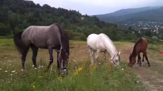 20170715_203556.mp4