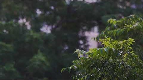 Rumbling Leaves - Swaying Trees in The Wind - Stress Relief, Deep Sleep, Meditation, Work, Study