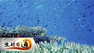 《生财有道》 20180226 生态海洋出商机 | CCTV财经