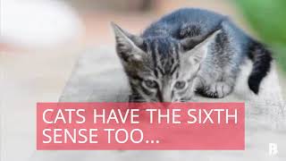 can cats sense your pregnant