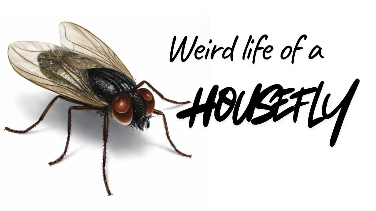 Why it sucks to be a housefly ? 