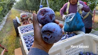 ASI SE COSECHA ESTA VARIEDAD DE CIRUELA “ANGELENO” AMAZING PLUM HARVEST