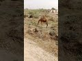 جمل ضخم يأكل فاكهة طازجة في غابة قرب عمرکوت Camelshorts Vidio Viral