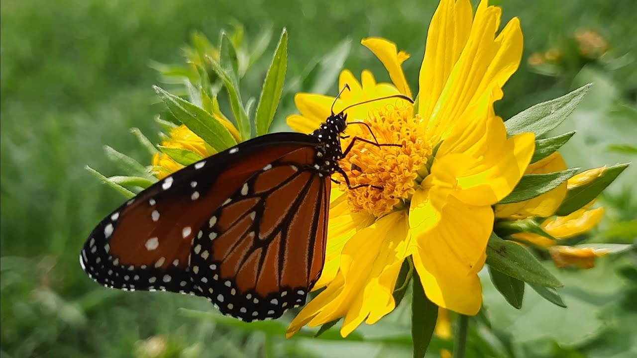 Raising Cabbage White Butterflies 