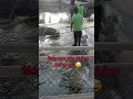 RẤT NHIỀU CÁ SẤU được nuôi ở Suối Tiên #Tú Vân Happy Cooking #animals